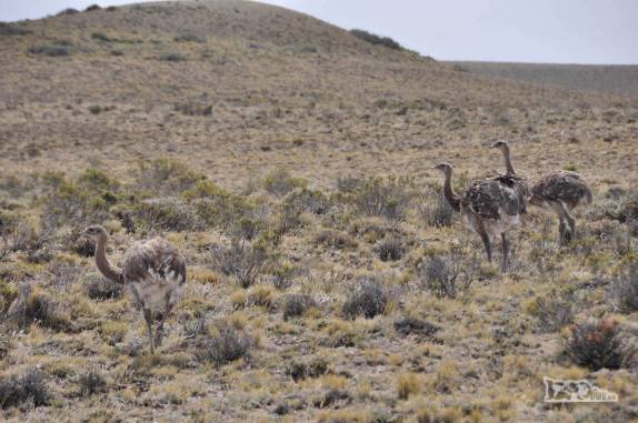 Encontro com ñandus (as nossas emas!) na região da Cueva de Las Manos, no sul da patagônia, na Argentina